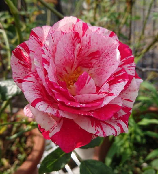センチメンタル 薔薇 ミニバラ のアルバム みんなの趣味の園芸