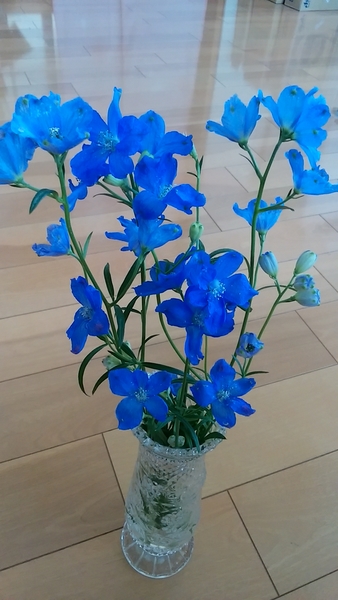 デルフィニウム とても綺麗な青です うちの花達 のアルバム みんなの趣味の園芸