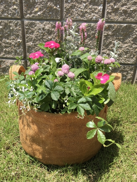 ベロニカ フェアリーピンク 日々草 寄せ植え のアルバム みんなの趣味の園芸