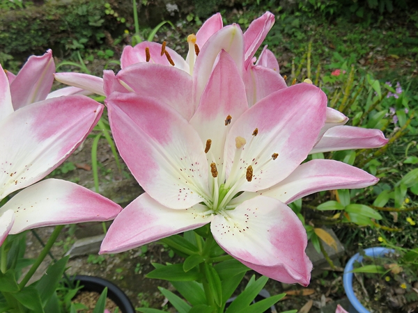 スカシユリ 透百合 栽培品種 ユリ科 ユリ 百合 梅雨から夏へ咲く花 のアルバム みんなの趣味の園芸 6727