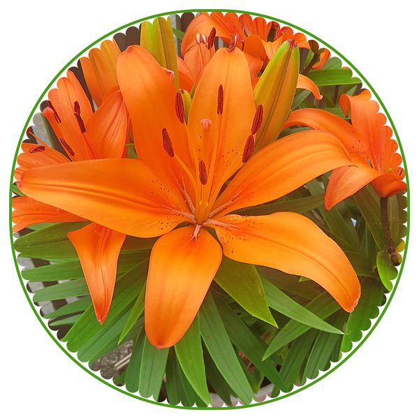 オレンジ色のユリの花びら スカシユリ系 ユリ 百合 梅雨から夏へ咲く花 のアルバム みんなの趣味の園芸