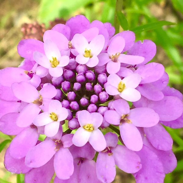 イベリス ウンベラータ ピンク 私にとって 特別な花 イベリス ウンベラータ のアルバム みんなの趣味の園芸 Id