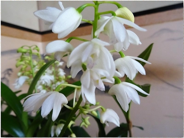 小雪ちゃんに咲いた白い花 デンドロビ 我家の観葉植物 ラン 草花色々 のアルバム みんなの趣味の園芸 Id
