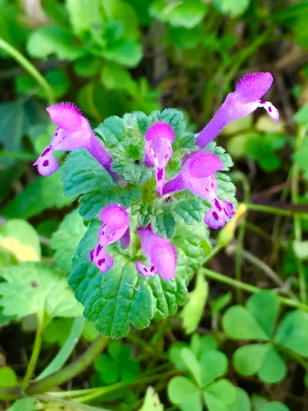 仏の座 ピンクの可愛いウサちゃん 雑草と呼ばれる植物 よ く見ると可愛い子たちがいっぱいです のアルバム みんなの趣味の園芸 5367