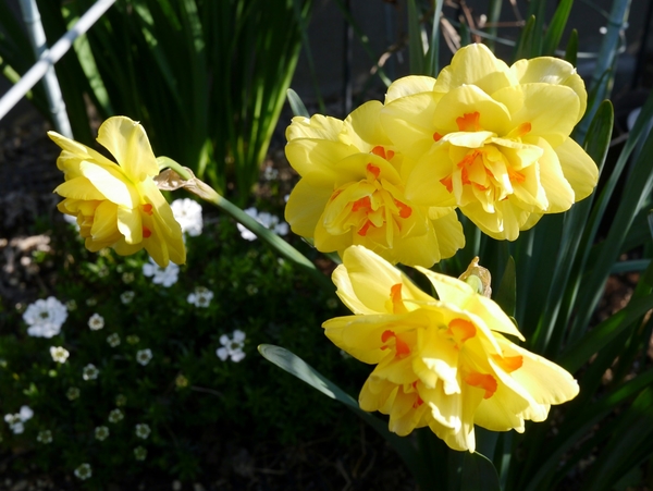 八重咲きの水仙 タヒチ お庭の花 のアルバム みんなの趣味の園芸