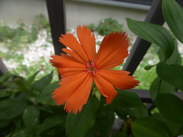ガンピセンノウ 朱色の綺麗なお花です ７月の花 のアルバム みんなの趣味の園芸 Id