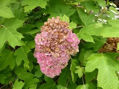 カシワバアジサイ ハーモニー 紅に変 ７月の花 のアルバム みんなの趣味の園芸 Id