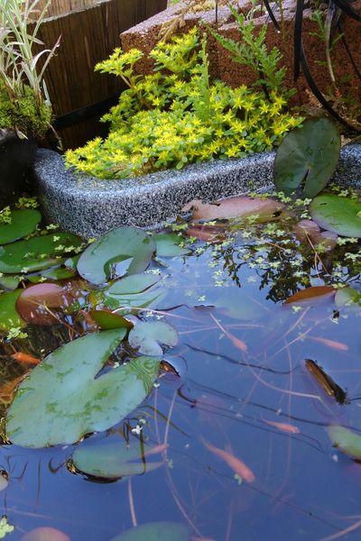 楊貴妃メダカの小さい池と レイズドベ Meruの庭 のアルバム みんなの趣味の園芸 Id