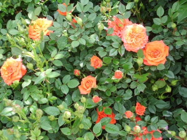 オレンジ色のミニバラ 私の庭 のアルバム みんなの趣味の園芸