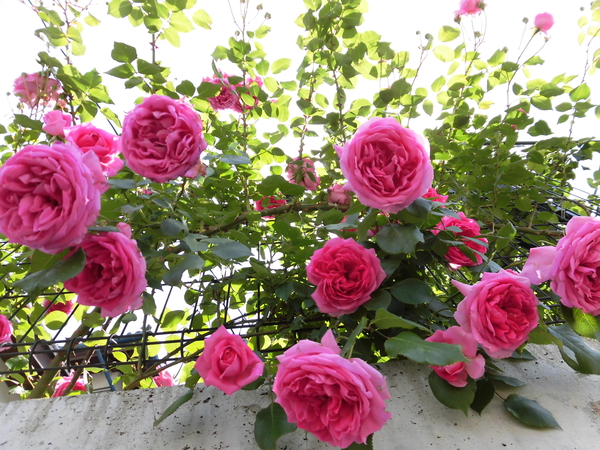 絶え間なく開花するつるバラ パレード 天使の薔薇 ローズガーデンへようこそ のアルバム みんなの趣味の園芸 Id