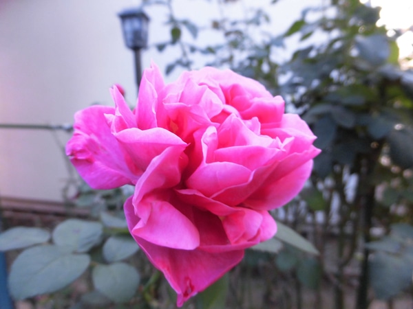 アライブ ｈｔ 東日本大震災の復興の願 天使の薔薇 ローズガーデンへようこそ のアルバム みんなの趣味の園芸 Id