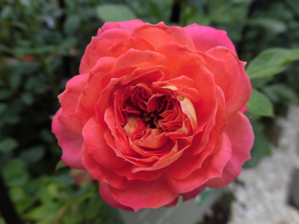 ソレイユロマンティカ Cl 太陽のバラ 天使の薔薇 ローズガーデンにようこそ Vol 1 のアルバム みんなの趣味の園芸 Id
