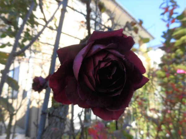 黒薔薇の名花パパメイアン 天使の薔薇 ローズガーデンにようこそ Vol 1 のアルバム みんなの趣味の園芸 Id