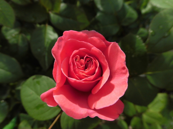 アライブ開花しました 四季咲き性が強 天使の薔薇 ローズガーデンにようこそ Vol 1 のアルバム みんなの趣味の園芸 6652