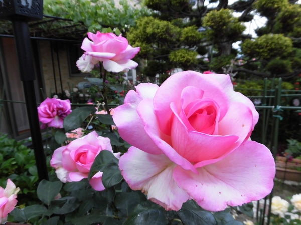 スィートパローレ Ht 香りのバラ パ 天使の薔薇 ローズガーデンにようこそ Vol 1 のアルバム みんなの趣味の園芸