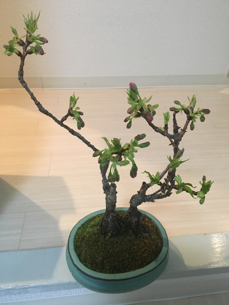 旭山桜 剪定の仕方が残念 遅咲き ミニ盆栽 のアルバム みんなの趣味の園芸 Id