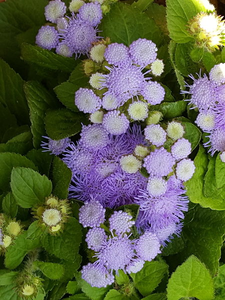 アゲラタムの青い小さな花 ふわふわの ふくおかルーバルガーデン1 からの庭便り のアルバム みんなの趣味の園芸 Id 5993