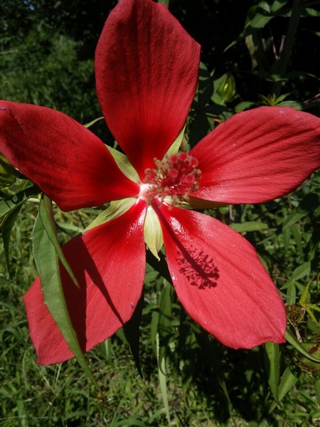 モミジアオイの花 夏らしい花 花言葉は お庭の花たち のアルバム みんなの趣味の園芸