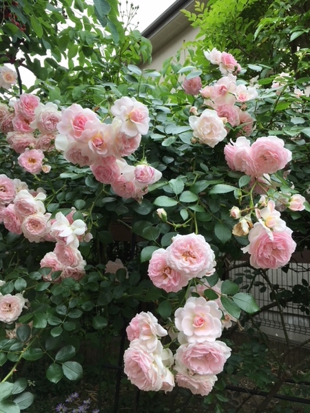 ラブリーメイアン 庭のバラ Jun 17 Aug 18 のアルバム みんなの趣味の園芸 Id