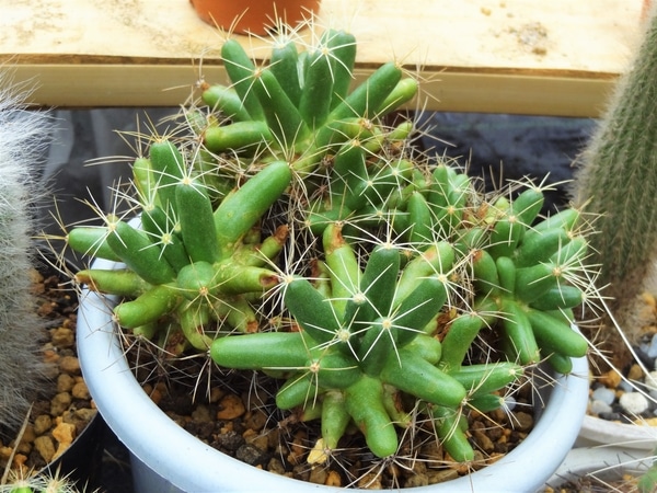 我が温室に古くからいる金星 Cactus のアルバム みんなの趣味の園芸 86