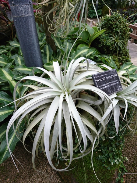 チランジア キセログラフィカ 温室で 宇治市植物公園 のアルバム みんなの趣味の園芸 Id
