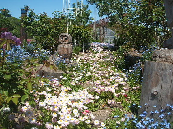 早春の花畑 デイジーと勿忘草 ２４年の庭の花達 のアルバム みんなの趣味の園芸 Id