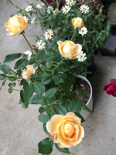 ラ ドルチェ ヴィータ 美しく咲きまし デルバールのバラ のアルバム みんなの趣味の園芸 Id