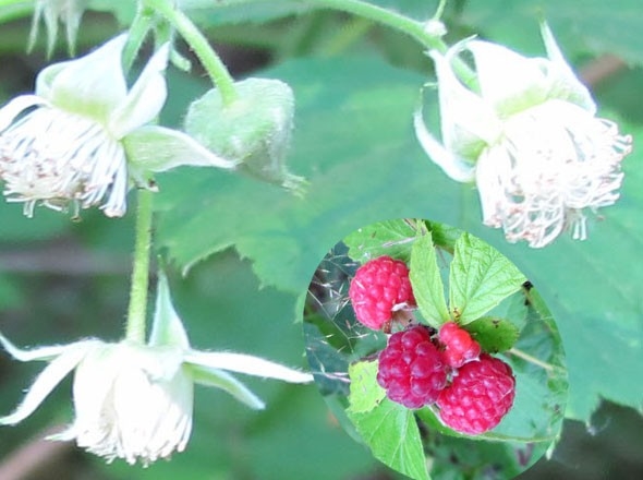 ヨーロッパキイチゴ Rubus Idaeus 芬 フィンランドの宝石 ベリー色々 のアルバム みんなの趣味の園芸