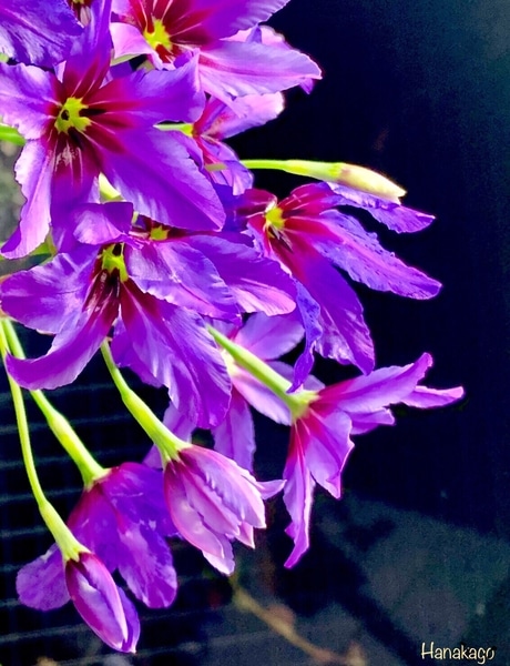 リューココリーネ ヒガンバナ科または 花の詩 記念日の花 私の好きな花の 花言葉集 のアルバム みんなの趣味の園芸