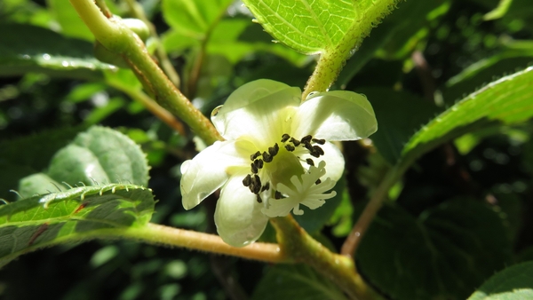 大実サルナシの花 5月19日撮影 実の成る木の花と実 のアルバム みんなの趣味の園芸 Id 4737