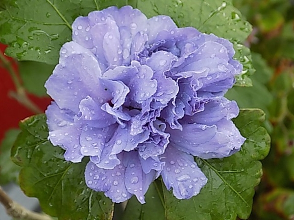 八重咲きムクゲ 紫玉 綺麗に咲いてく 魅惑の紫玉 のアルバム みんなの趣味の園芸