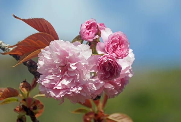 ヤエザクラ 八重桜 バラ科サクラ属 桜 いろいろ のアルバム みんなの趣味の園芸