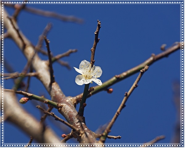 ウメ 梅 バラ科サクラ属 一本の木に 木に咲く花 梅の花 のアルバム みんなの趣味の園芸