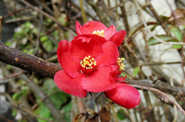 ボケ 木瓜 バラ科ボケ属 冬の寒い時 木に咲く花 木瓜 のアルバム みんなの趣味の園芸 Id
