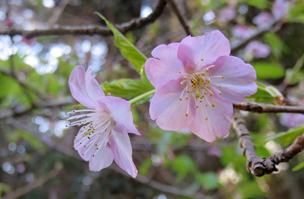 カワヅザクラ 河津桜 バラ科サクラ属 桜 いろいろ のアルバム みんなの趣味の園芸