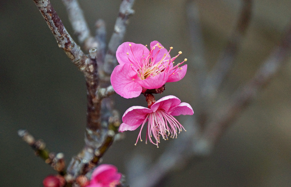 ウメ 梅 バラ科サクラ属 梅の花から 木に咲く花 梅の花 のアルバム みんなの趣味の園芸