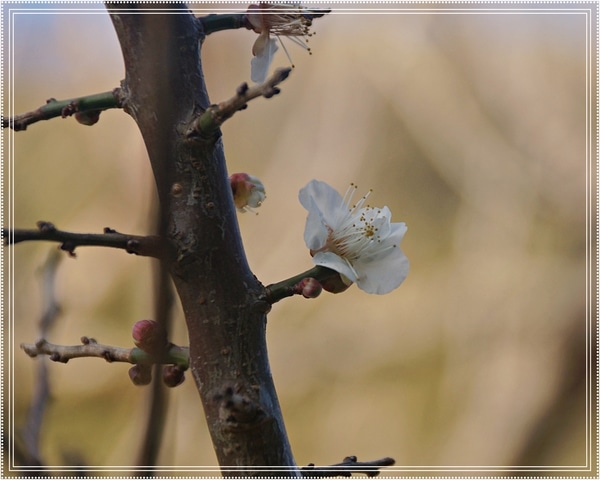 ウメ 梅 バラ科サクラ属 新芽や赤い 木に咲く花 梅の花 のアルバム みんなの趣味の園芸