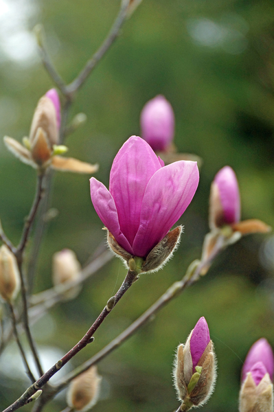 モクレン 木蓮 別名 シモクレン 紫 木に咲く花 木になる実 のアルバム みんなの趣味の園芸 Id
