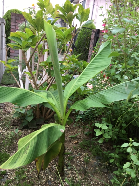 うちの庭に植えてあるバナナの木です バナナの木 のアルバム みんなの趣味の園芸 Id 66