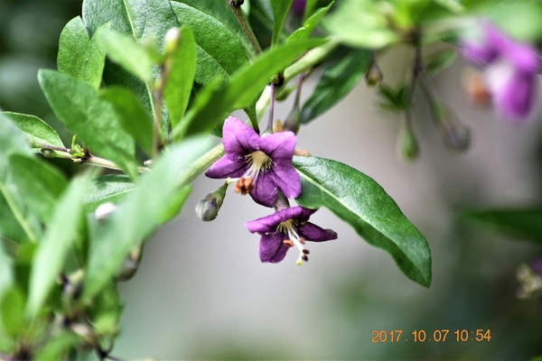 低木 クコ 小さいくて可愛い花です Shonanさんの山歩き 2 10月 のアルバム みんなの趣味の園芸 Id 5012