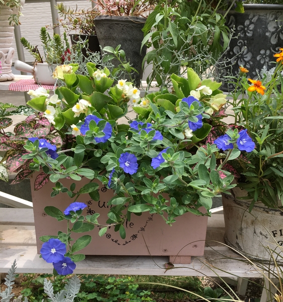 アメリカンブルーの花色が とても綺麗で 寄せ植え ギャザリング のアルバム みんなの趣味の園芸