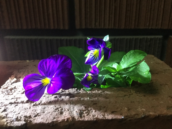 ヴィオラ ラテン語名 小型のパンジー 花のインテリア 花を活ける 野辺で見つけた花 我が家の庭の花樹 花屋さんの花 のアルバム みんなの趣味の園芸 6591