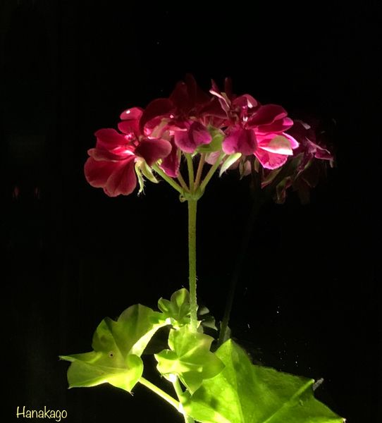 アイビーゼラニウム フクロウソウ科 花のインテリア 花を活ける 野辺で見つけた花 我が家の庭の花樹 花屋さんの花 のアルバム みんなの趣味の園芸 Id