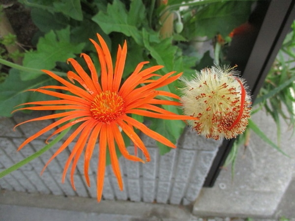 原種の ガーベラ 明橙色の一重咲きに 花好きmの部屋 のアルバム みんなの趣味の園芸 0034