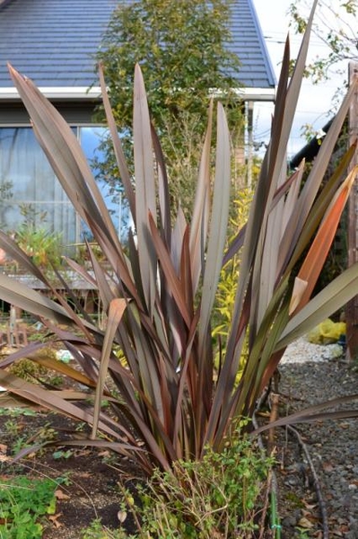 ニュージーランドのフォルミウム ニュー オーストラリアの植物 のアルバム みんなの趣味の園芸 Id 2