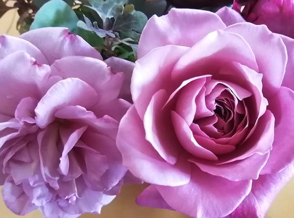 プラムグレイ 秋バラの大きさ10cm 部屋 切り花 メインはバラ のアルバム みんなの趣味の園芸