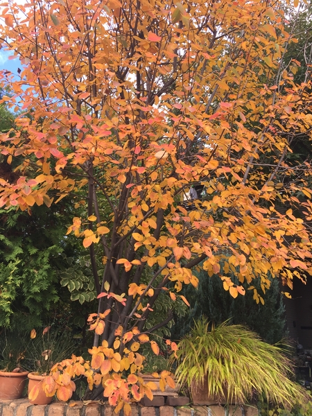 まだ10月 ジューンベリーの紅葉が始ま 晩秋 のアルバム みんなの趣味の園芸