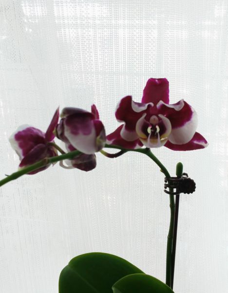パンダ柄胡蝶蘭 ベタ塗り紫色と白色の 花たち のアルバム みんなの趣味の園芸 Id