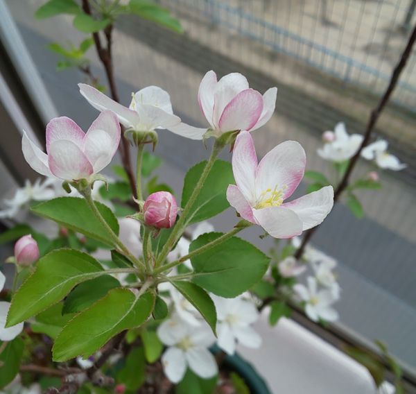 姫リンゴ 長寿紅 受粉樹の大花カイド 花たち のアルバム みんなの趣味の園芸 Id