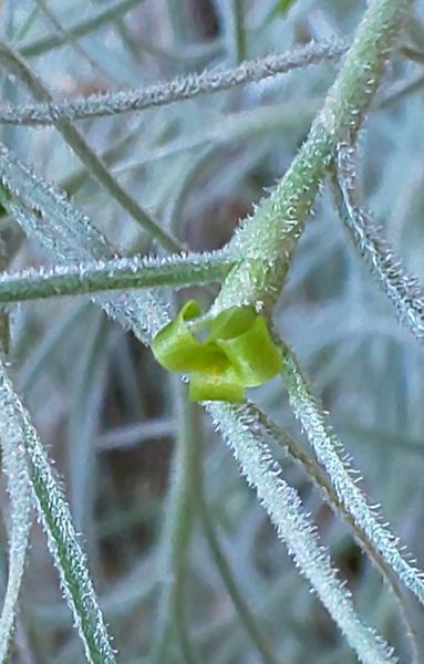 チランジア ウスネオイデス 小さすぎ 花たち のアルバム みんなの趣味の園芸
